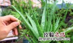 刚买回来的芦荟怎么养好 刚买回来的芦荟怎么养