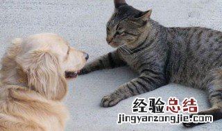 猫和狗是家禽还是家畜 猫和狗属于什么