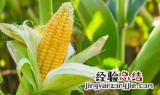 玉米煮多久才熟 玉米一般要煮多久能熟