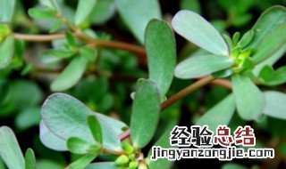 彩虹马齿苋能吃吗 彩虹马齿苋怎么养