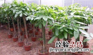 发财树的栽培方法 你掌握了吗