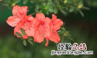 冬天杜鹃花怎么浇水 养花技巧