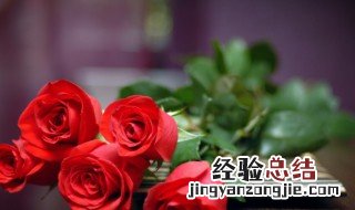 玫瑰花如何养才不会枯萎 怎么养玫瑰花才不会枯萎