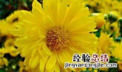 夏菊花怎么养才能开花 夏菊花怎么养