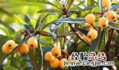 种植枇杷需要注意什么 枇杷种植注意事项简单介绍