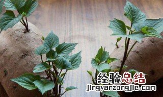 家里红薯发芽了怎么办呢 家里红薯发芽了怎么办