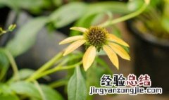 松果菊怎么养护 松果菊怎么养