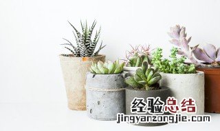 绯红牡丹多肉植物 多肉绯牡丹怎么养