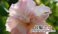 三醉芙蓉可以盆栽吗 三醉芙蓉怎么养