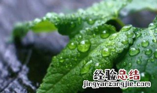 薄荷怎样养好 薄荷怎么养更好