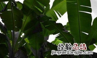 芭蕉叶植物怎么养活 芭蕉叶植物怎么养活视频