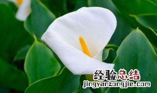 海芋怎么养长得快 海芋怎么养殖方法如下