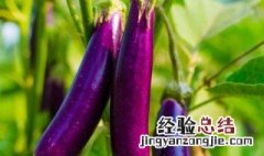 茄子嫁接用什么砧木 有什么茄子