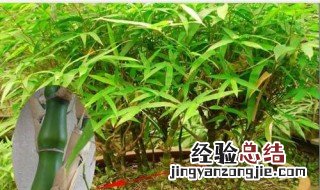 罗汉竹苗怎么种植方法 罗汉竹苗怎么种