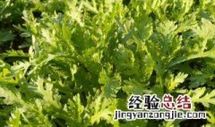 茼蒿怎么样种植 茼蒿怎么种植快