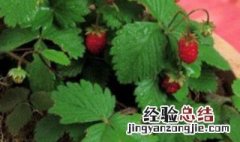 盆载草莓怎么养护 盆栽草莓怎么栽培