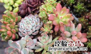 多肉盆栽怎么拍照好看 多肉盆栽怎么拍照好看呢