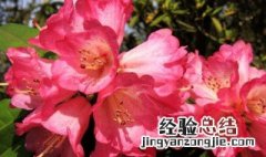 杜鹃花糊叶怎么回事 杜鹃花叶子糊了