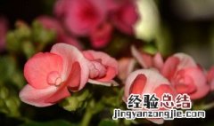 格丽海棠花怎样养 给大家介绍这些内容