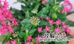 繁星花怎么养才能爆盆 繁星花怎么养