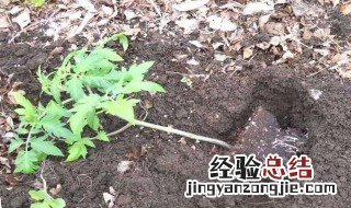 自制万能花肥营养液怎么做 自制万能花肥