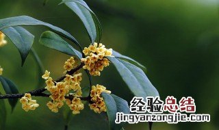 桂花怎么嫁接 这样成活率高哦