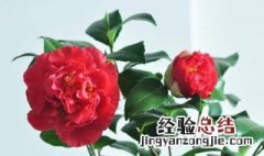 北方茶花冬天怎么养 养护措施分享给大家