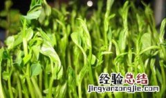 豌豆苗种植 豌豆苗种植时间和方法