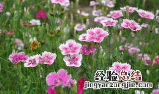 石竹花开完花怎么处理 石竹花开完花怎么处理视频