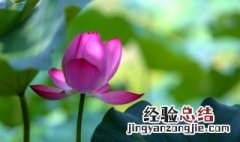 夏至节气的说说 夏至节气说说精选句子