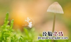 小暑节气祝福语大全 小暑节气祝福语