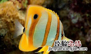 铁嘴鱼饲养方法 4大要点养好铁嘴鱼