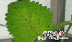 薄荷长了白色点点 薄荷长斑点怎么回事