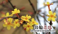 迎春花冬天怎么养 迎春花盆栽怎么过冬