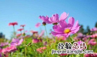 格桑花怎么播种 疑难解答