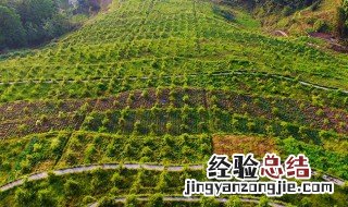 油茶树种植 油茶树种植技术和管理方法