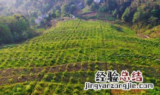 茶油树种植几年可以采摘 茶油树种植