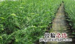 红豆杉种植 红豆杉种植基地