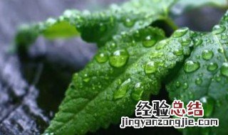 薄荷插扦怎么养活的 薄荷插扦怎么养活