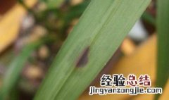 兰花上有黑斑怎么回事 兰花上有黑斑怎么回事啊