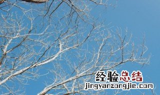 为什么冬天要把树枝砍掉 冬天要把树枝砍掉原因