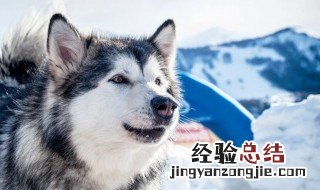 雪橇犬好养么 雪橇犬简单介绍