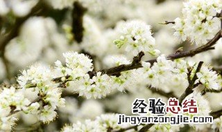 李子树防虫最佳方法 李子树怎样防虫