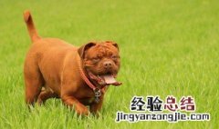 波尔多犬饲养方法 狗主要注意这些内容