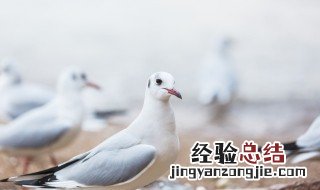 鸽子为什么是和平的象征 鸽子是和平的象征的原因