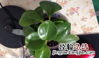碧玉花怎么养长的旺盛 碧玉花怎么养长的旺盛呢