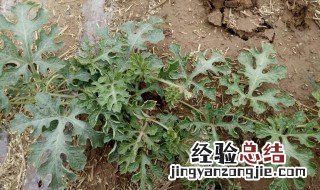 西瓜苗死苗什么原因 西瓜苗死苗怎么治