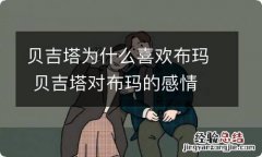 贝吉塔为什么喜欢布玛 贝吉塔对布玛的感情