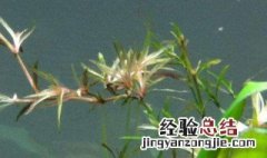 竹节草怎么养 竹节草怎么养护