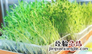 怎么种豆芽菜 怎么种豆芽